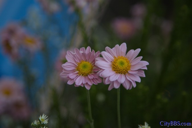 鲜花盛开之花样清迈