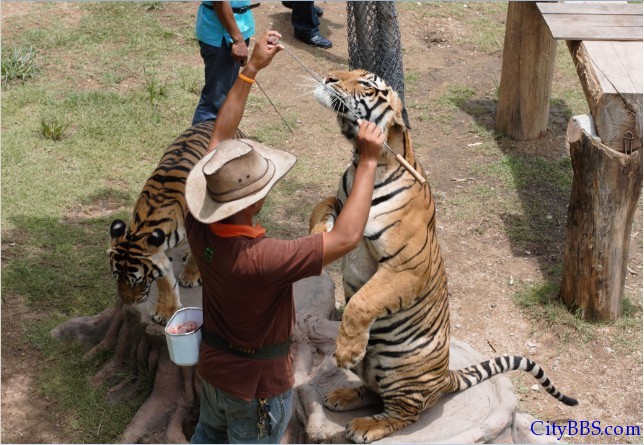 清迈的夜间动物园 Chiangmai Night Safari
