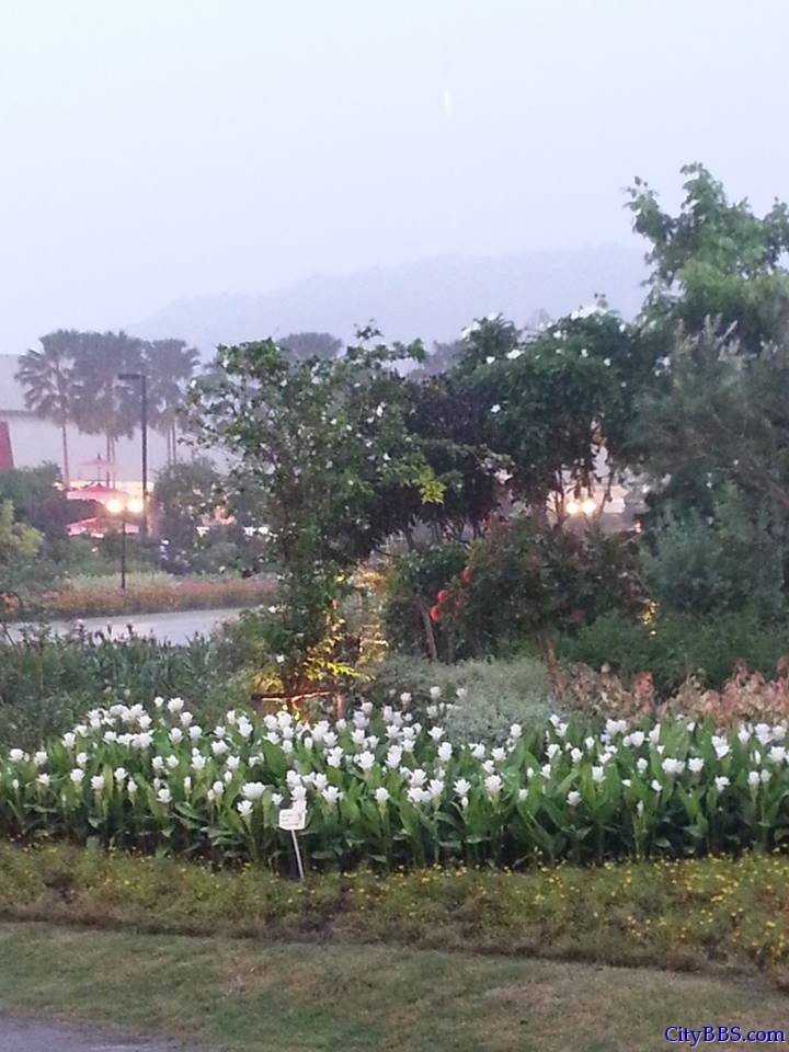 清迈皇家花博会 Royal Flower Flora 