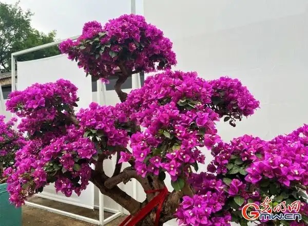 圆明园第三十届荷花节开幕